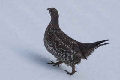 Sooty Grouse
