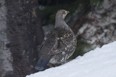 Sooty Grouse