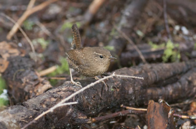 Pacific Wren