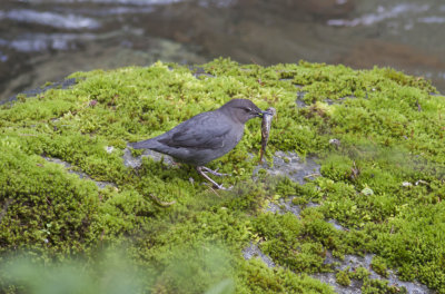 American Dipper