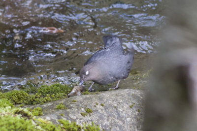 American Dipper
