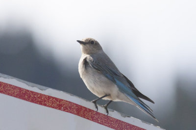 Mountain Bluebird
