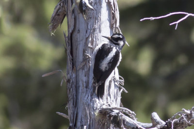 Hairy Woodpecker