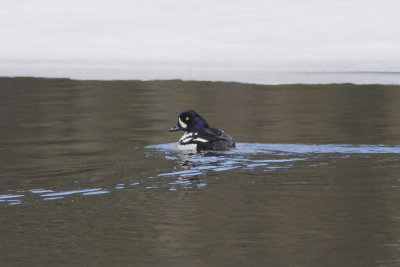 Barrow's Goldeneye