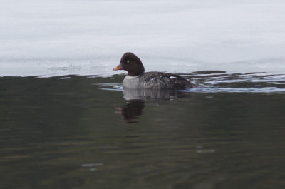 Barrow's Goldeneye