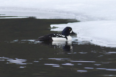 Barrow's Goldeneye