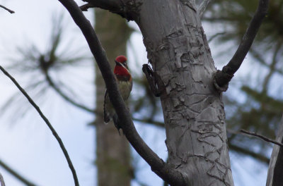 Hybrid (Red-breasted x Red-naped) Sapsucker