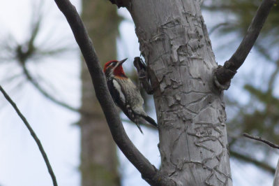 Hybrid (Red-breasted x Red-naped) Sapsucker