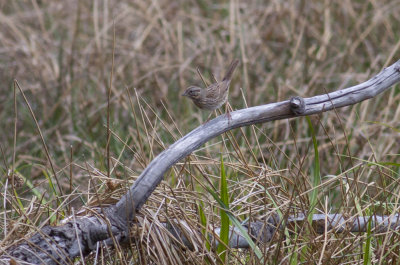 Lincoln's Sparrow