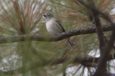 Cassin's Vireo