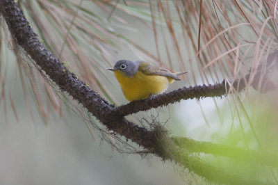 Nashville Warbler