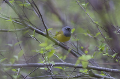 MacGillivray's Warbler