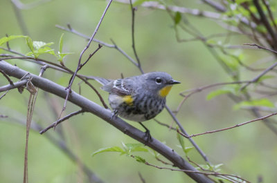 (Audubon's) Yellow-rumped Warbler