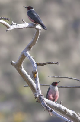 Lewis's Woodpeckers