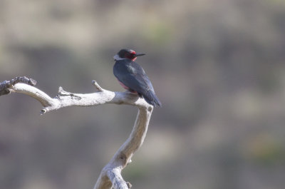 Lewis's Woodpecker