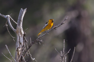Bullock's Oriole