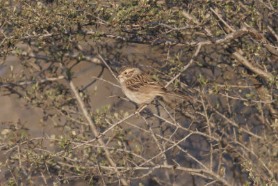 Brewer's Sparrow