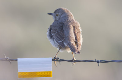 Sage Thrasher