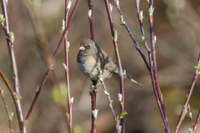 (Oregon) Dark-eyed Junco