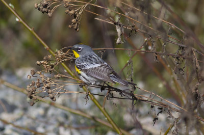 (Audubon's) Yellow-rumped Warbler
