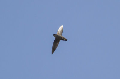 Vaux's Swift