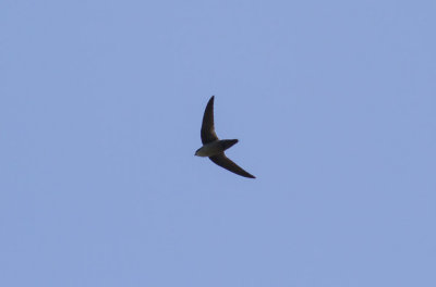 Vaux's Swift