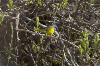 MacGillivray's Warbler