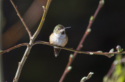 Rufous Hummingbird