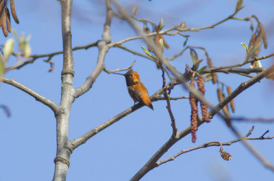 Rufous Hummingbird