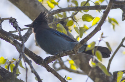 Steller's Jay