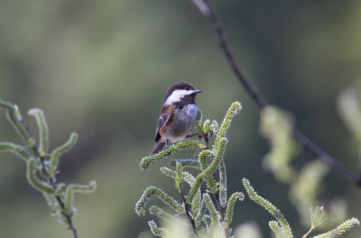 Chestnut-backed Chickadee