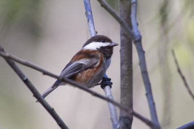Chestnut-backed Chickadee