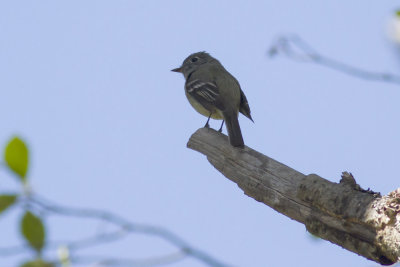 Dusky Flycatcher