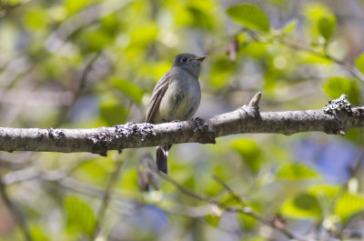 Dusky Flycatcher
