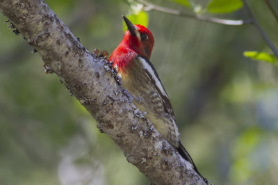 Red-breasted Sapsucker