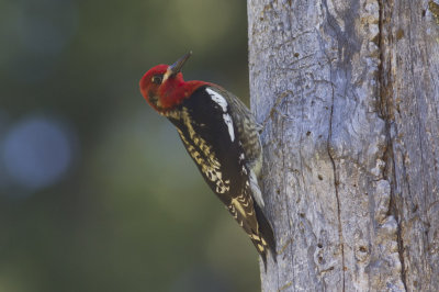 Red-breasted Sapsucker