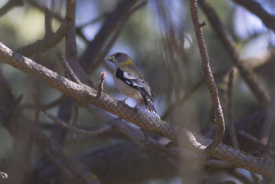 Evening Grosbeak