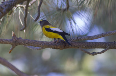 Evening Grosbeak