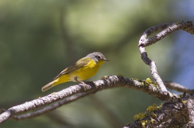 Nashville Warbler
