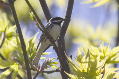 Black-throated Gray Warbler
