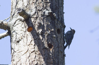 Williamson's Sapsucker