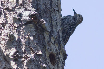 Williamson's Sapsucker