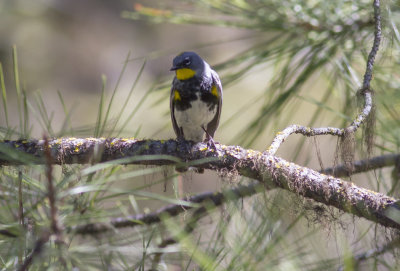 (Audubon's) Yellow-rumped Warbler