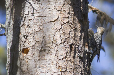 Williamson's Sapsucker