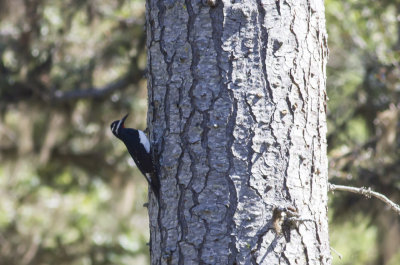 Williamson's Sapsucker