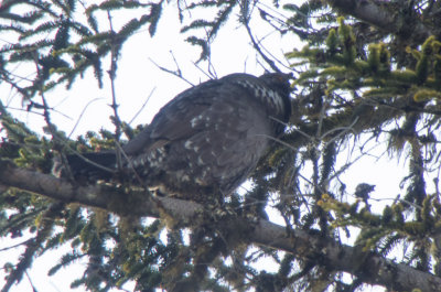 Sooty Grouse