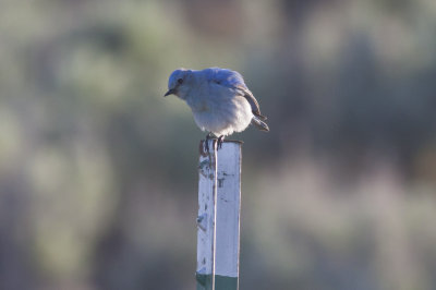 Mountain Bluebird
