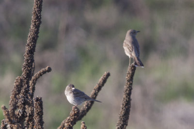 Vesper Sparrow & Sage Thrasher
