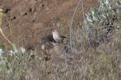Rock Wren