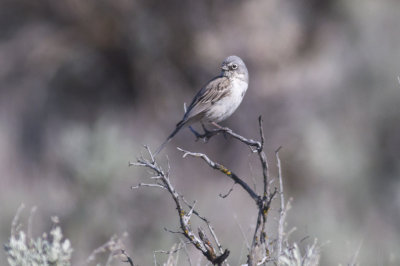 Sagebrush Sparrow